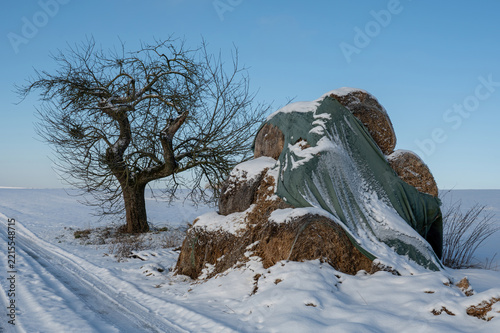 Some stacked hay bales, partially covered with plastic sheeting, lie in a snow-covered landscape., with a tree and blue sky