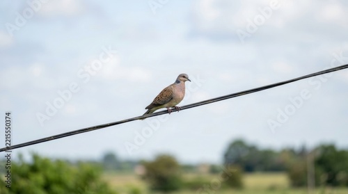 Isolated turtledove rests quietly on long electric wire outside today