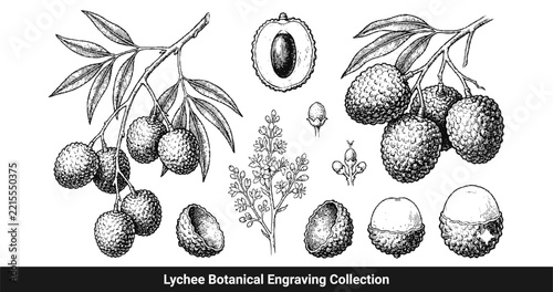 Lychee botanical engraving collection featuring detailed illustrations of fruit branches and flowers