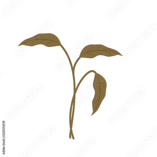 Illustration of wilted leaves. Vector of wilted plant. Environmental damage. Design of wilted plant. Element of wilted leaves. Illustration of wilted plants due to lack of water and care. Duan withere