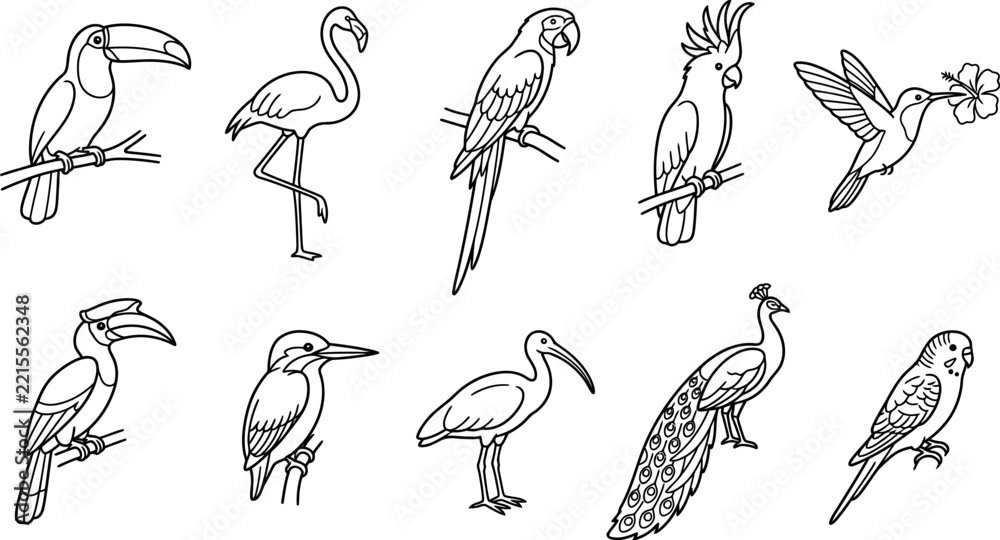 Fototapeta premium Tropical Bird Vector Icon Set Featuring Line Art Illustrations of Toucan Flamingo Parrot Cockatoo Hummingbird Hornbill Kingfisher Ibis Peacock and Budgerigar