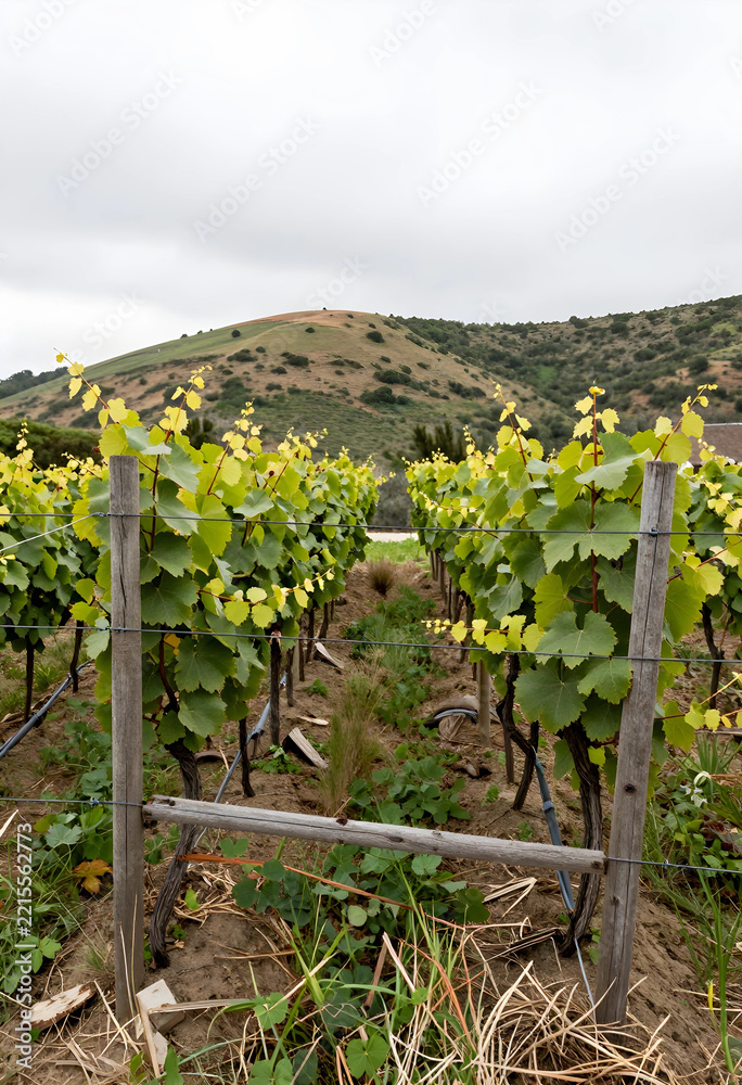Fototapeta premium Viticulture and sustainable agriculture, young grape vines growing in a vineyard with rolling hills and cloudy sky in the countryside during spring