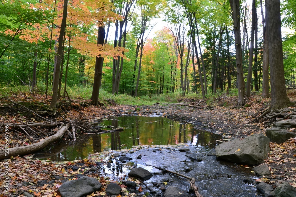 Fototapeta premium Forest stream with autumn leaves and reflections