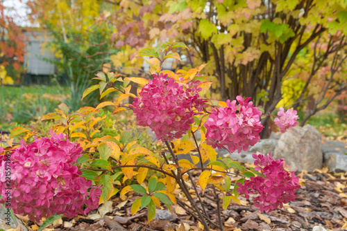 Pink panicle hydrangea bush in autumn garden