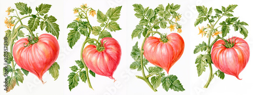 Set of four watercolor botanical illustrations of Pink Oxheart Tomato plant with large heart-shaped pink ripe fruit with a pointed tip, vine, leaves and yellow flowers