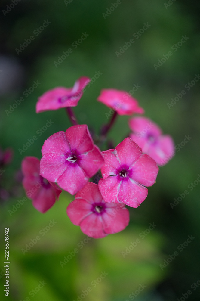 Obraz premium Brightly colored Phlox flower cluster growing in home garden