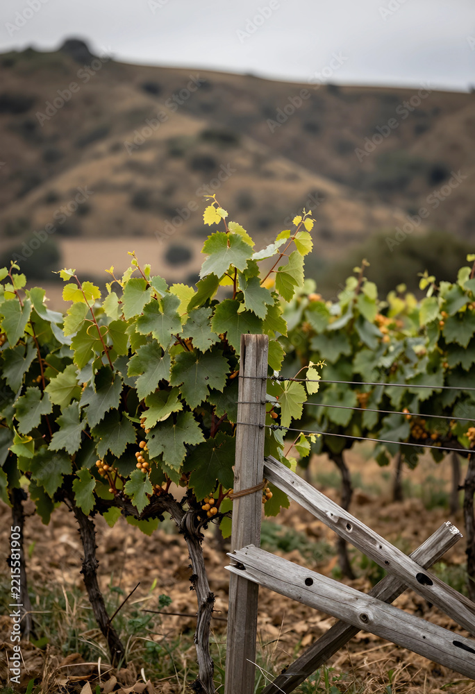 Fototapeta premium Viticulture and sustainable agriculture, vineyard rows with green grapevines and wooden fence in rural countryside landscape during harvest season