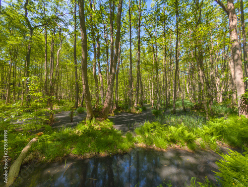 Naturwald Darß Deutschland