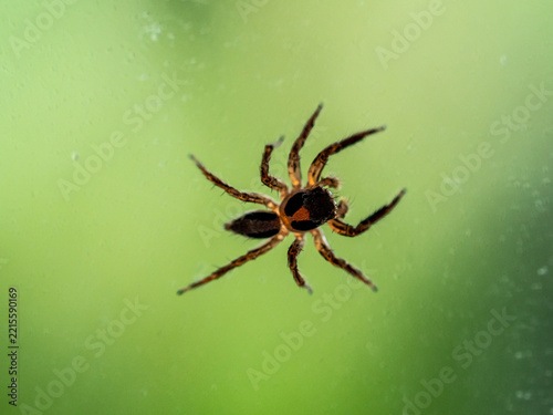 Plexippus petersi is a species of jumping spider on the glass window