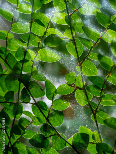 The Climbing Fig behind the old glass window in the shade and light of sunlight