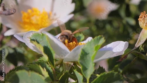 Macro video of honey bee collecting nectar and pollen from white wild rose flower in garden.