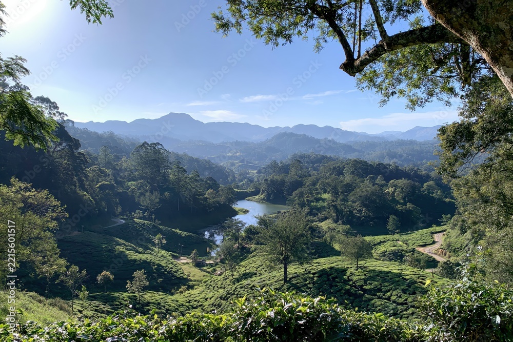 Naklejka premium Lush green tea plantations on rolling hills with mountains