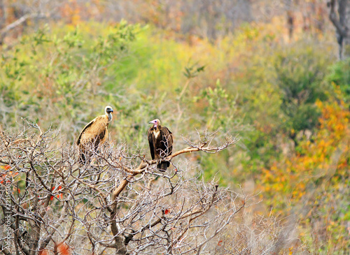 Fotografie A white backed Vulture and a Hooded Vulture perched in a bare tree in Victoria Falls National Park, Zimbabwe