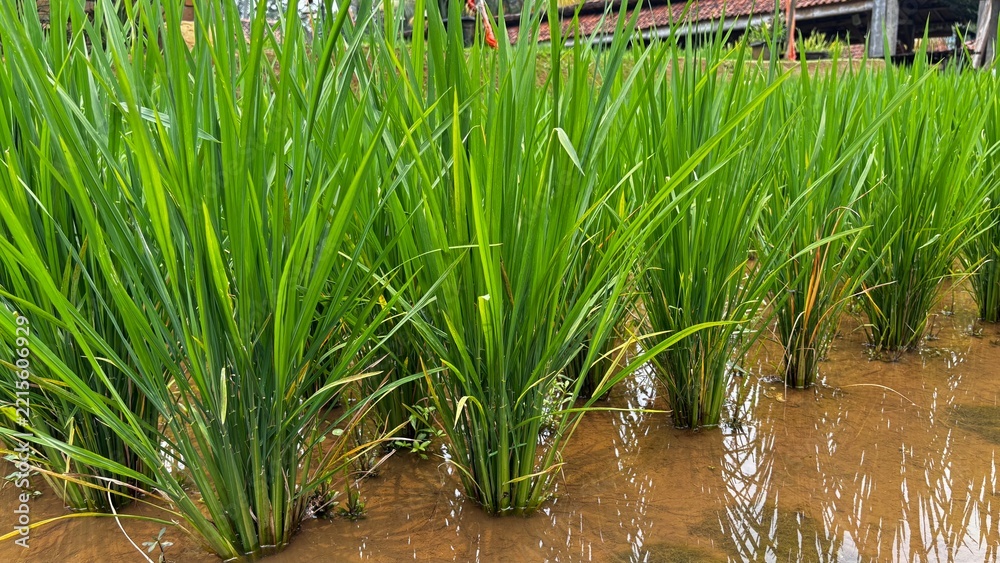 Obraz premium Green Rice Plants Growing in a Muddy Paddy Field