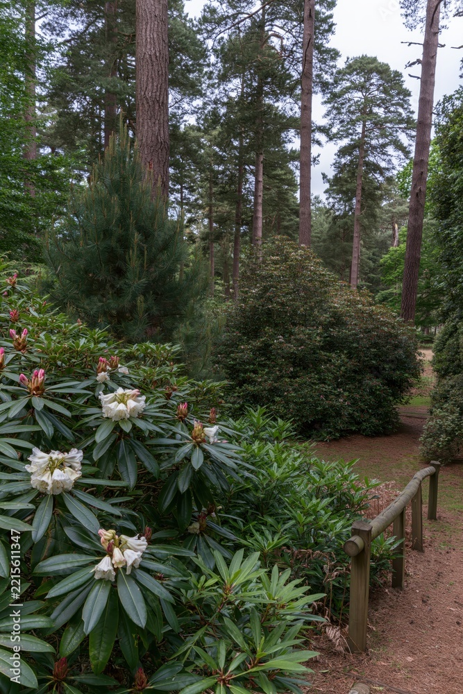 Fototapeta premium Rhododendron flowers bloom beside a forest path with pine trees