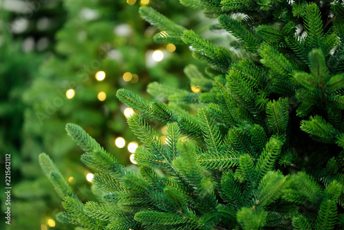 evergreen Christmas trees for sale