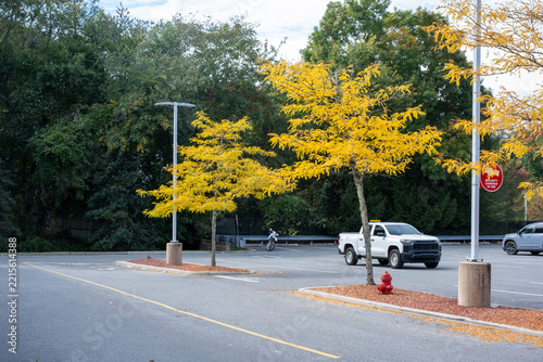 Parking lot with autumn yellow trees and white pickup truck