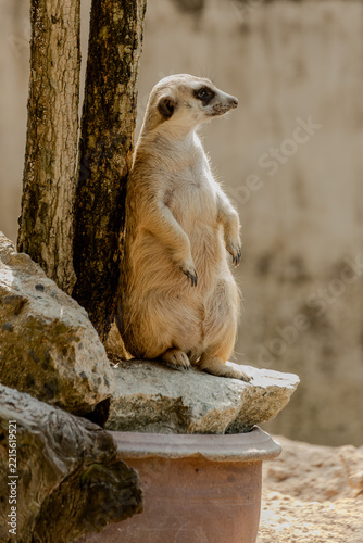 Meerkat standing upright facing camera on rocks at Khao Kheow Open Zoo in Chonburi, Thailand. Small curious mammal showcasing front view posture, dark eye markings, and sharp claws in daylight.