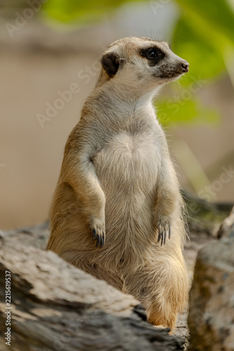 Meerkat standing upright facing camera on rocks at Khao Kheow Open Zoo in Chonburi, Thailand. Small curious mammal showcasing front view posture, dark eye markings, and sharp claws in daylight.