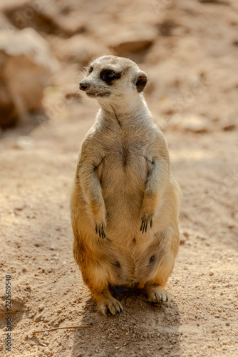 Meerkat standing upright facing camera on rocks at Khao Kheow Open Zoo in Chonburi, Thailand. Small curious mammal showcasing front view posture, dark eye markings, and sharp claws in daylight.