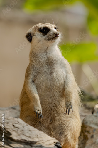 Meerkat standing upright facing camera on rocks at Khao Kheow Open Zoo in Chonburi, Thailand. Small curious mammal showcasing front view posture, dark eye markings, and sharp claws in daylight.