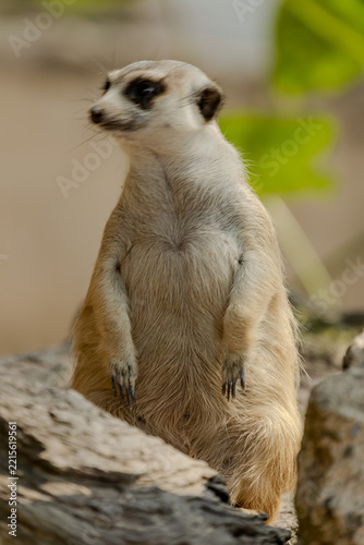 Meerkat standing upright facing camera on rocks at Khao Kheow Open Zoo in Chonburi, Thailand. Small curious mammal showcasing front view posture, dark eye markings, and sharp claws in daylight.