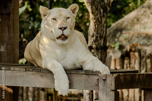 White lioness resting on wooden platform in natural outdoor enclosure at Khao Kheow Open Zoo in Chonburi, Thailand. Majestic apex predator featuring pale fur, calm expression, and natural zoo habitat.