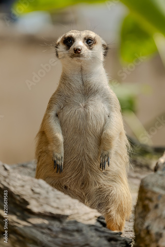 Meerkat standing upright facing camera on rocks at Khao Kheow Open Zoo in Chonburi, Thailand. Small curious mammal showcasing front view posture, dark eye markings, and sharp claws in daylight.