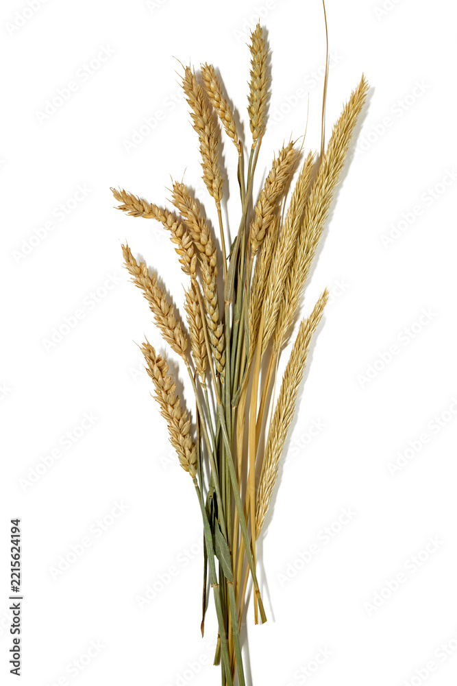 Fototapeta premium Bunch of Golden Ripe Wheat Spikes Isolated on White