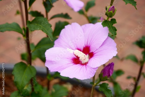 Pink Rose of Sharon Flower in Bloom