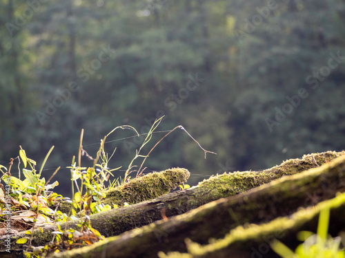 Moss clings to fallen wood in forest