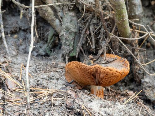 Brown mushroom grows from forest floor
