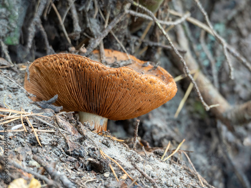 Brown mushroom grows from forest floor