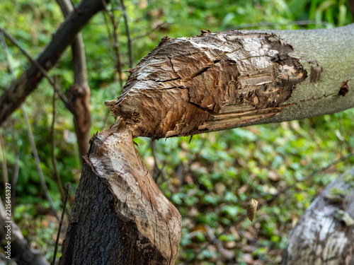 Bark splits apart in a jagged, natural fracture