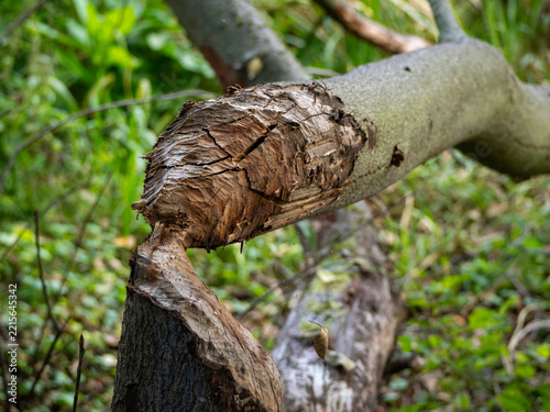 Bark splits apart in a jagged, natural fracture