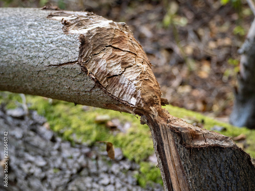 Bark splits apart in a jagged, natural fracture