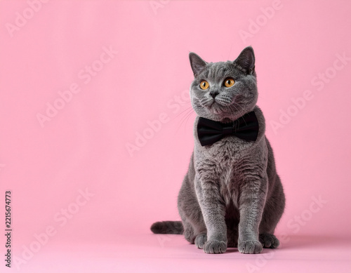 Portrait of Grey British Shorthair Cat in Black Bow Tie on Pink Background
