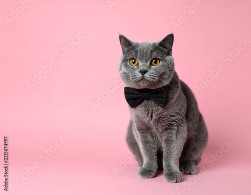 Portrait of Grey British Shorthair Cat in Black Bow Tie on Pink Background