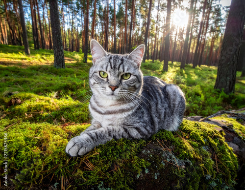 Silver Tabby Cat Lying on Green Mossy Log in Sunny Pine Forest