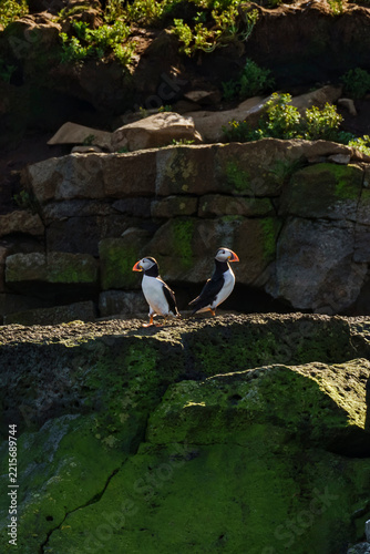 Puffins on rocky ledge in Iceland