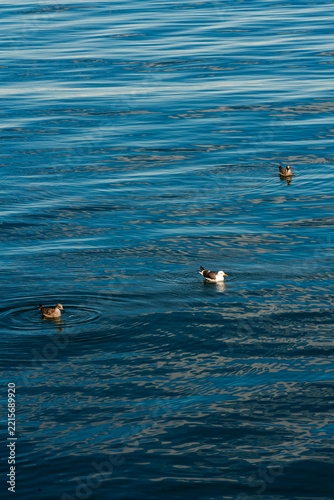 Gulls Floating on Rippling Water in Iceland
