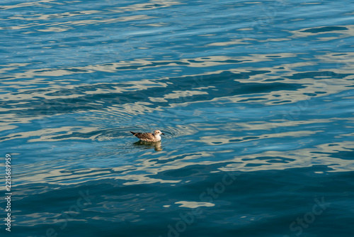 Gull Floating on Rippling Water in Iceland
