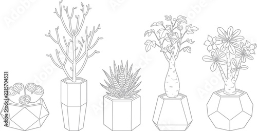 Five desert houseplants in geometric pots as a black and white line