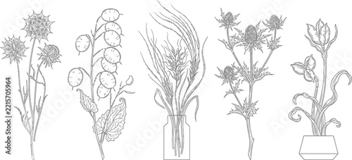 Botanical line art collection of wild plants and flowers in sketch
