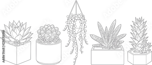 Botanical line art set of potted succulents and hanging plants