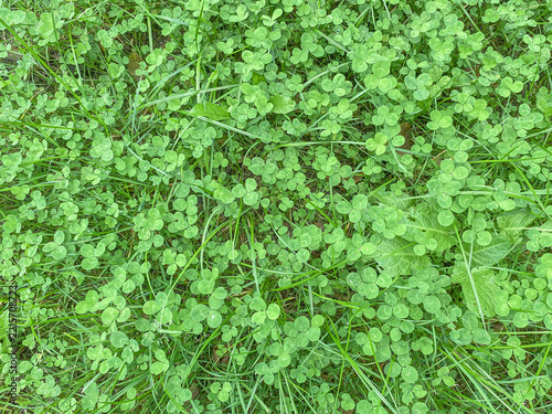 Klee und  Gras von oben als Hintergrund mit Textfreiraum