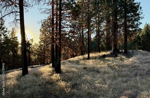 An autumn evening in the mountains of Southern California