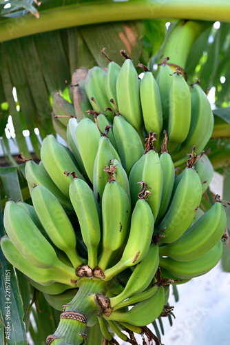 Close-up of unripe green banana bunch on the plant