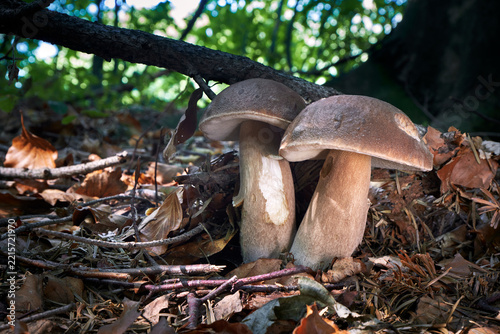 Boletus reticulatus