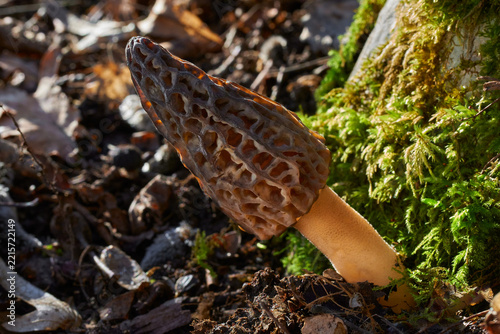 Morchella conica